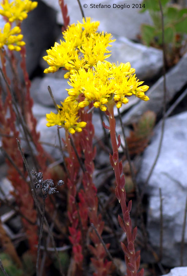 Petrosedum montanum (=Sedum motanum) / Borracina montana